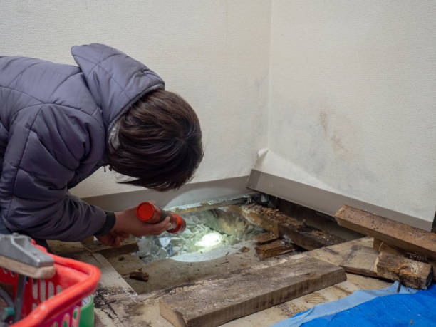 Best Airborne Mold Testing  in Pelahatchie, MS