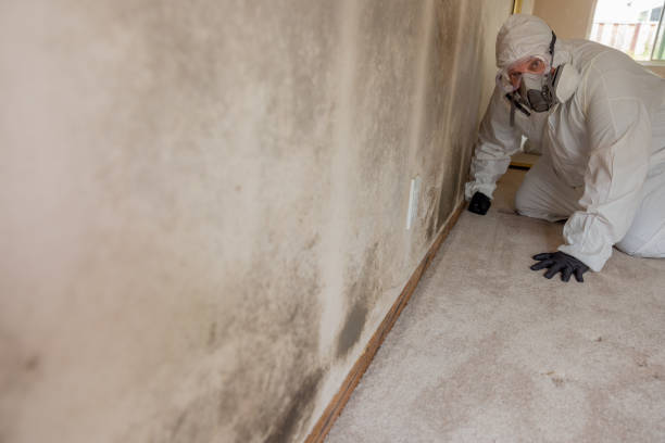 Best Dehumidification Services  in Pelahatchie, MS